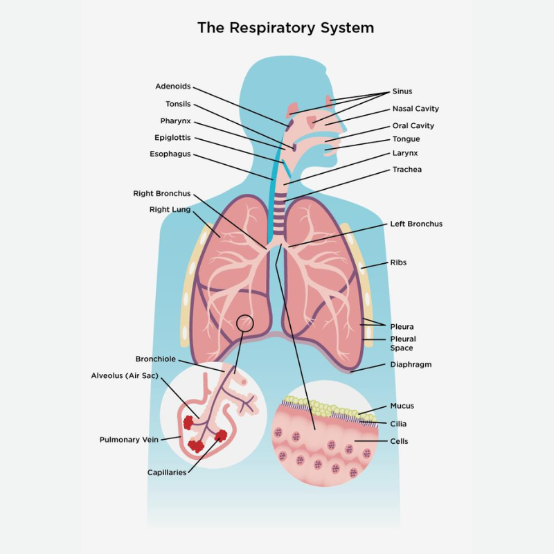 the respiratory system